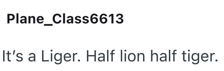 Plane_Class6613 It's a Liger. Half lion half tiger.