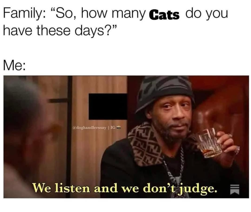 Family: "So, how many Cats do you have these days?" Me: @doghandlerssay | IG We listen and we don't judge. IIK