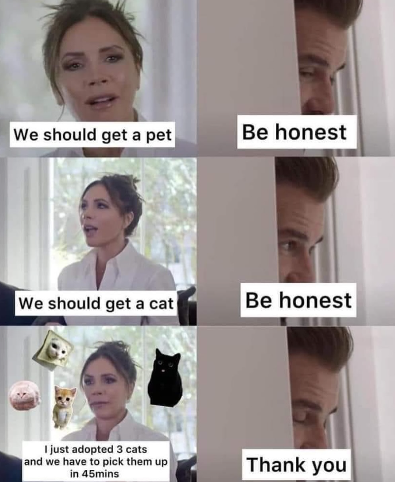 We should get a pet Be honest We should get a cat Be honest I just adopted 3 cats and we have to pick them up in 45mins Thank you