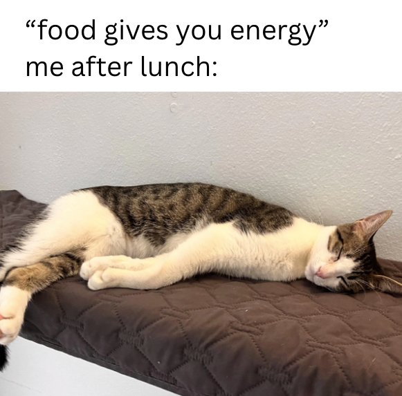 "food gives you energy" me after lunch: