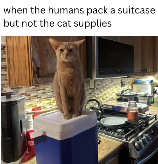 when the humans pack a suitcase but not the cat supplies