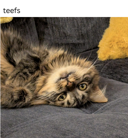 teefs