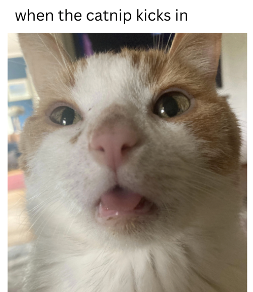 when the catnip kicks in