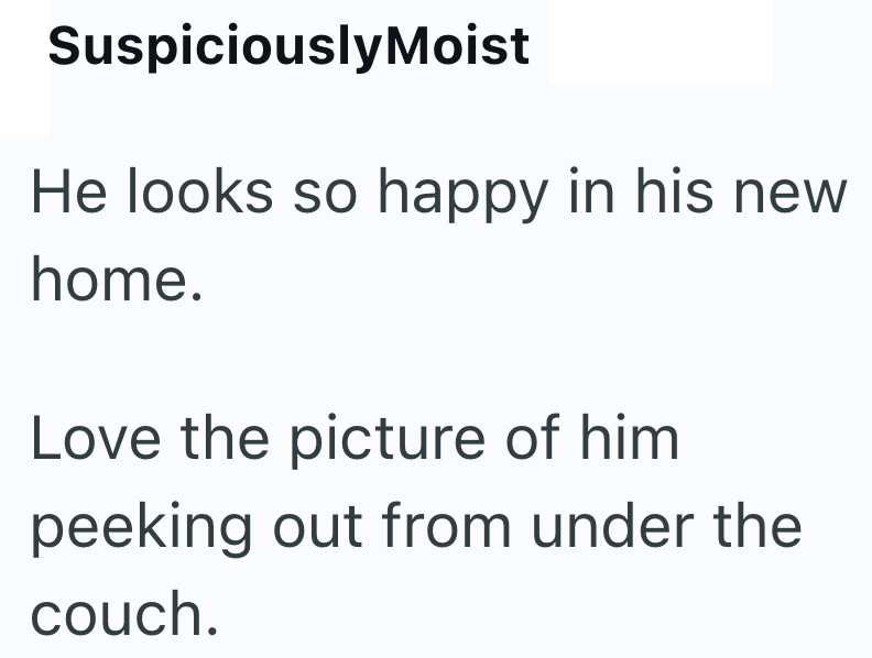 Suspiciously Moist He looks so happy in his new home. Love the picture of him peeking out from under the couch.