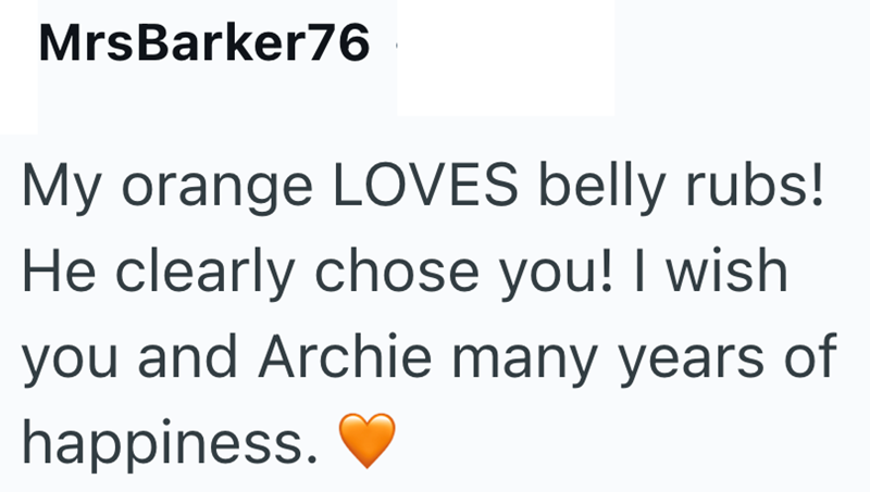 MrsBarker76 My orange LOVES belly rubs! He clearly chose you! I wish you and Archie many years of happiness.