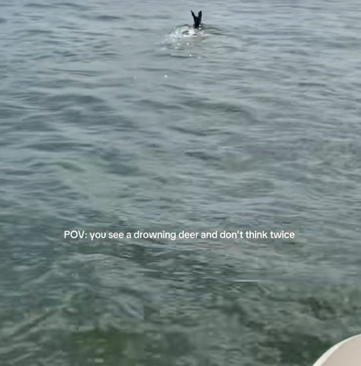Friends on a boat notice a deer struggling to swim in the middle of a freezing lake, so they don't hesitate to jump in and pull her aboard to safety