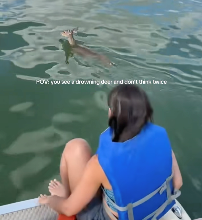 Friends on a boat notice a deer struggling to swim in the middle of a freezing lake, so they don't hesitate to jump in and pull her aboard to safety
