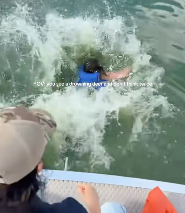 Friends on a boat notice a deer struggling to swim in the middle of a freezing lake, so they don't hesitate to jump in and pull her aboard to safety