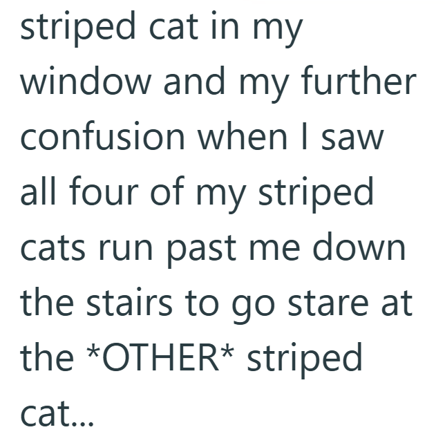 striped cat in my window and my further confusion when I saw all four of my striped cats run past me down the stairs to go stare at the *OTHER* striped cat...