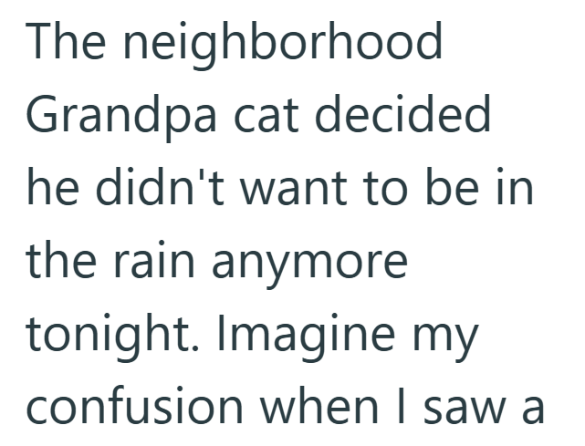 The neighborhood Grandpa cat decided he didn't want to be in the rain anymore tonight. Imagine my confusion when I saw a