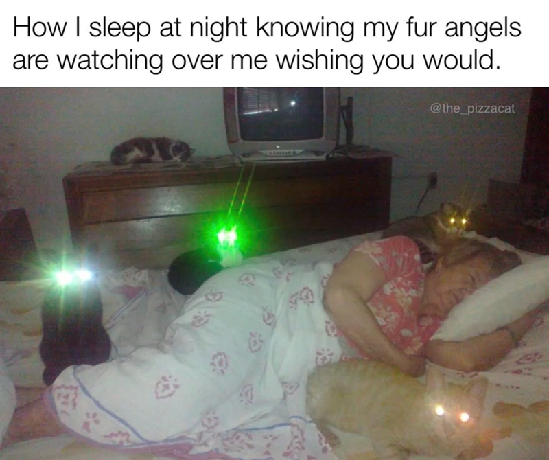 How I sleep at night knowing my fur angels are watching over me wishing you would. @the_pizzacat