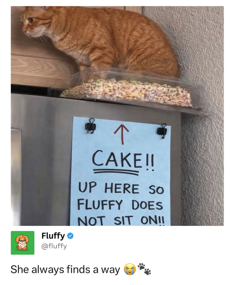 ↑ CAKE!! UP HERE SO FLUFFY DOES NOT SIT ONII Fluffy @fluffy She always finds a way