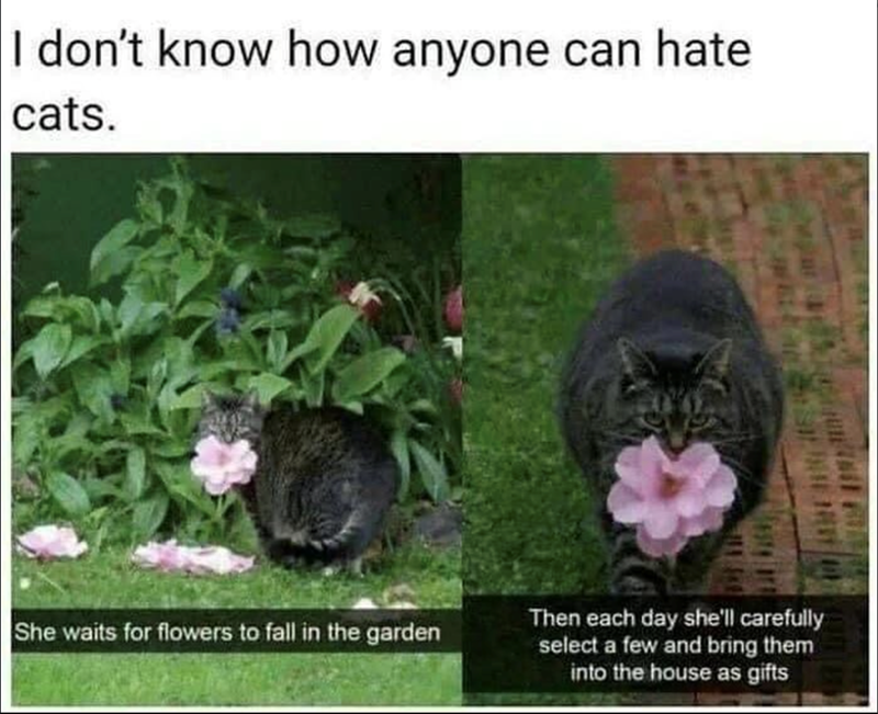 I don't know how anyone can hate cats. She waits for flowers to fall in the garden Then each day she'll carefully select a few and bring them into the house as gifts
