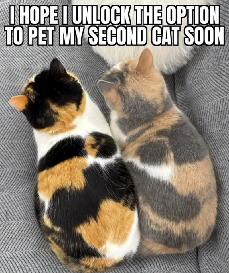 I HOPE I UNLOCK THE OPTION TO PET MY SECOND CAT SOON