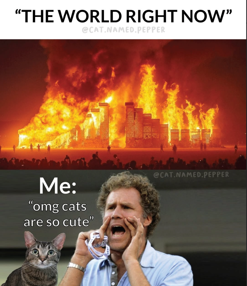 "THE WORLD RIGHT NOW" @CAT.NAMED.PEPPER Me: "omg cats are so cute" @CAT.NAMED.PEPPER