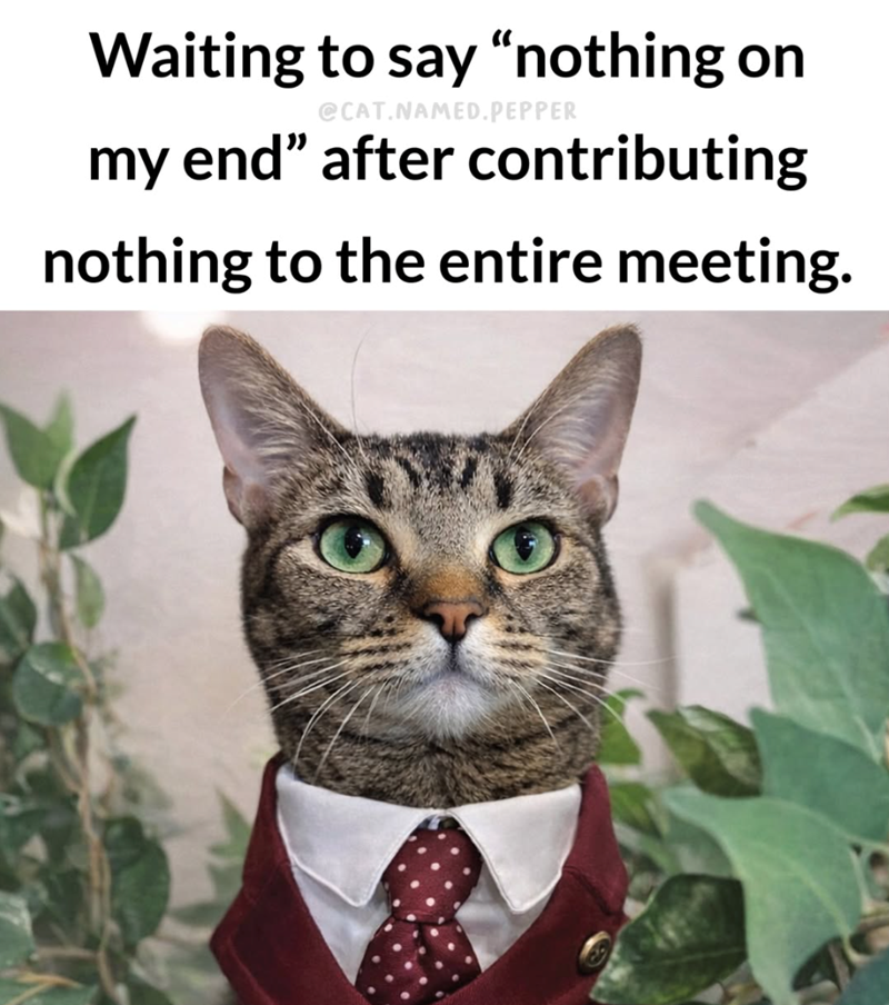Waiting to say "nothing on @CAT.NAMED.PEPPER my end" after contributing nothing to the entire meeting.