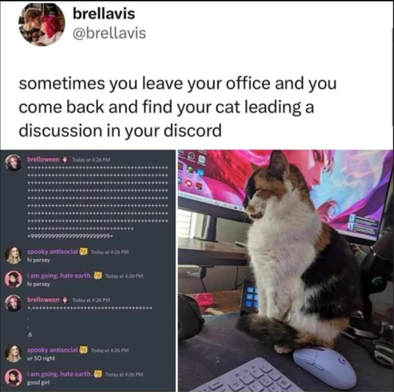 brellavis @brellavis sometimes you leave your office and you come back and find your cat leading a discussion in your discord brelloween Today at 4:26 PM 999999+ spooky antisocial Today at 4:26 PM hi persey i am going. hate earth. Today at 4:26 PM hi persey brelloween Today at 4:26 PM spooky antisocial Today at 4:26 PM ur SO right i am going. hate earth. Today at 4:26 PM good girl