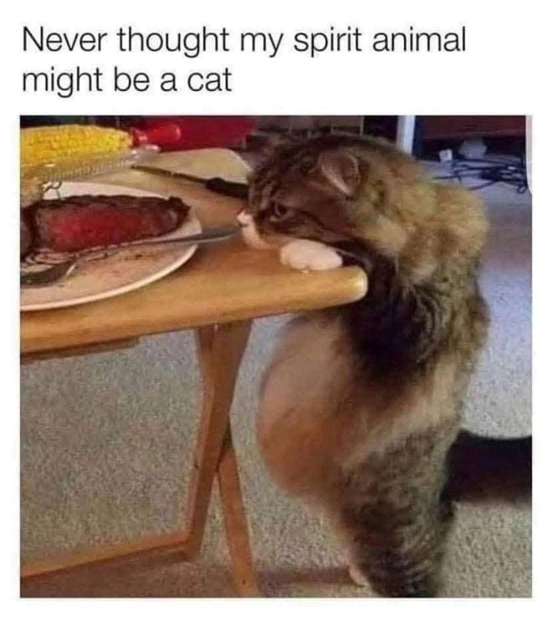 Never thought my spirit animal might be a cat