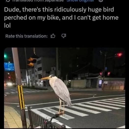 Dude, there's this ridiculously huge bird perched on my bike, and I can't get home lol Rate this translation: