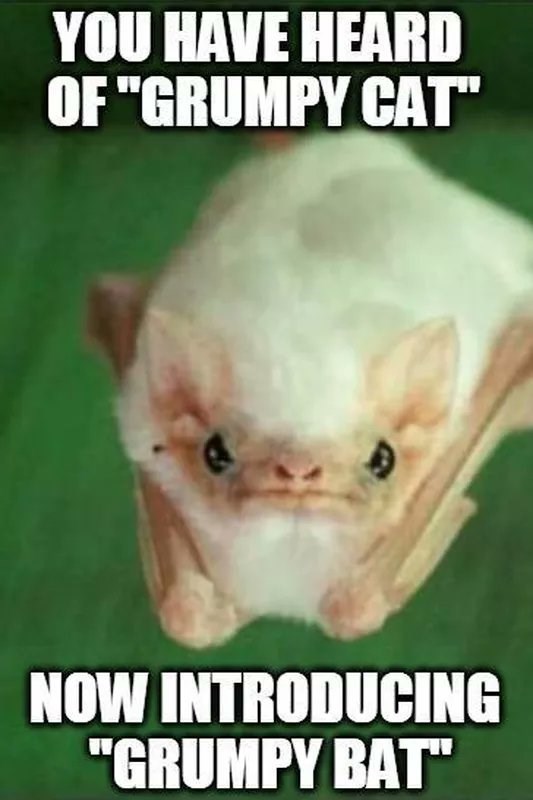 YOU HAVE HEARD OF "GRUMPY CAT" NOW INTRODUCING "GRUMPY BAT"