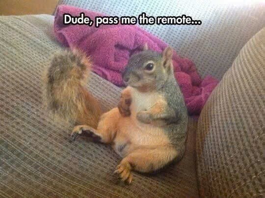 Dude, pass me the remote...