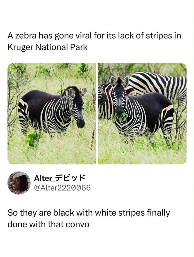 A zebra has gone viral for its lack of stripes in Kruger National Park Alter_デビッド @Alter2220066 So they are black with white stripes finally done with that convo