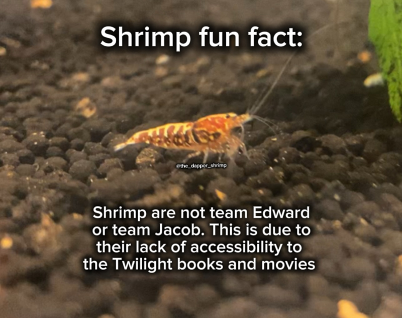 Shrimp fun fact: E @the_dapper_shrimp Shrimp are not team Edward or team Jacob. This is due to their lack of accessibility to the Twilight books and movies