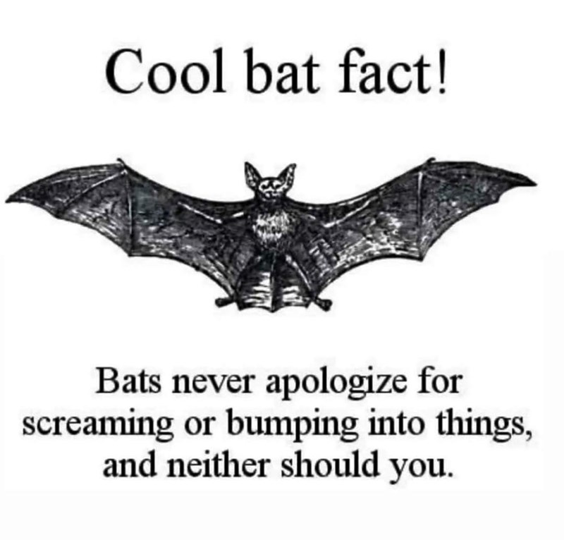 Cool bat fact! Bats never apologize for screaming or bumping into things, and neither should you.