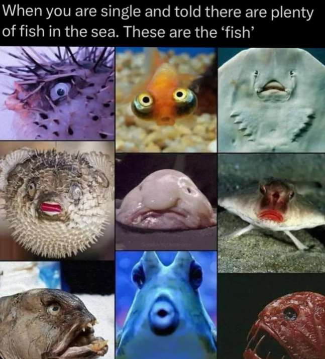 When you are single and told there are plenty of fish in the sea. These are the 'fish’