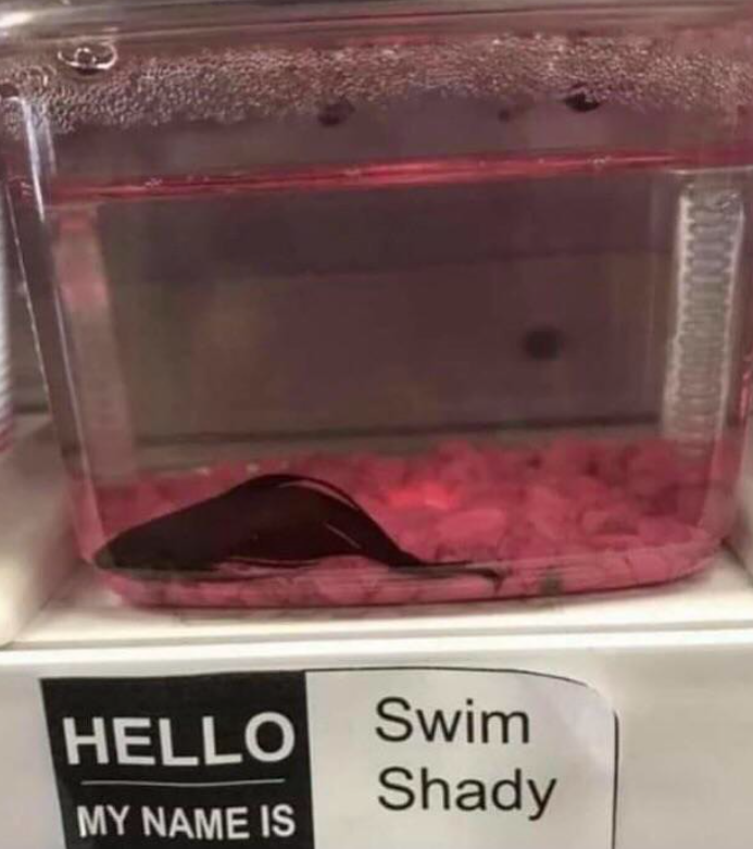 $3000000 HELLO Swim Shady MY NAME IS