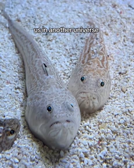 us in another universe
