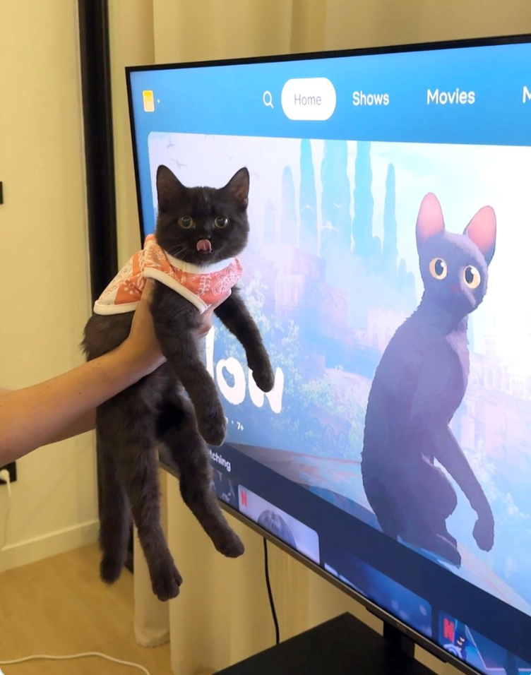 QHome Shows Movies M ching 00