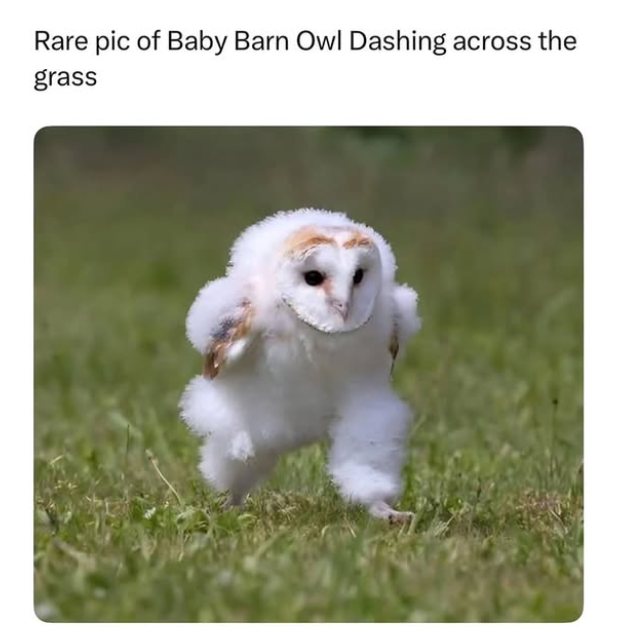 Rare pic of Baby Barn Owl Dashing across the grass
