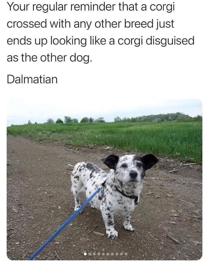 Your regular reminder that a corgi crossed with any other breed just ends up looking like a corgi disguised as the other dog. Dalmatian