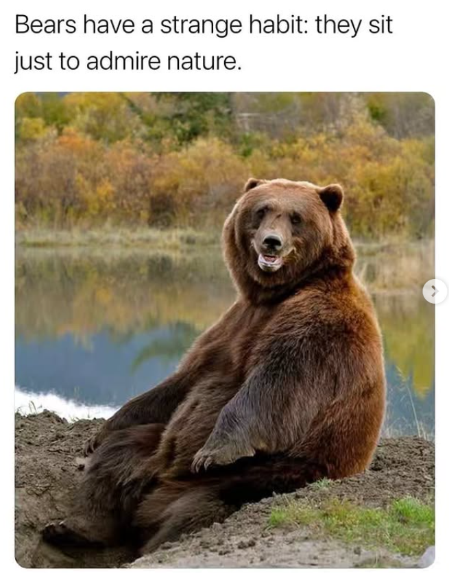 Bears have a strange habit: they sit just to admire nature.