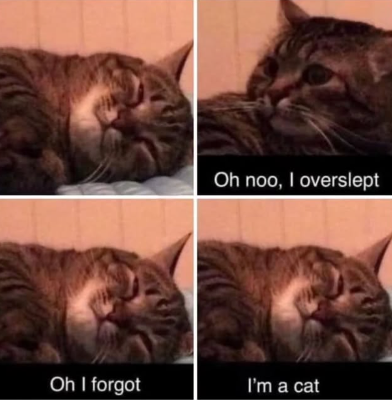 Oh noo, I overslept Oh I forgot I'm a cat