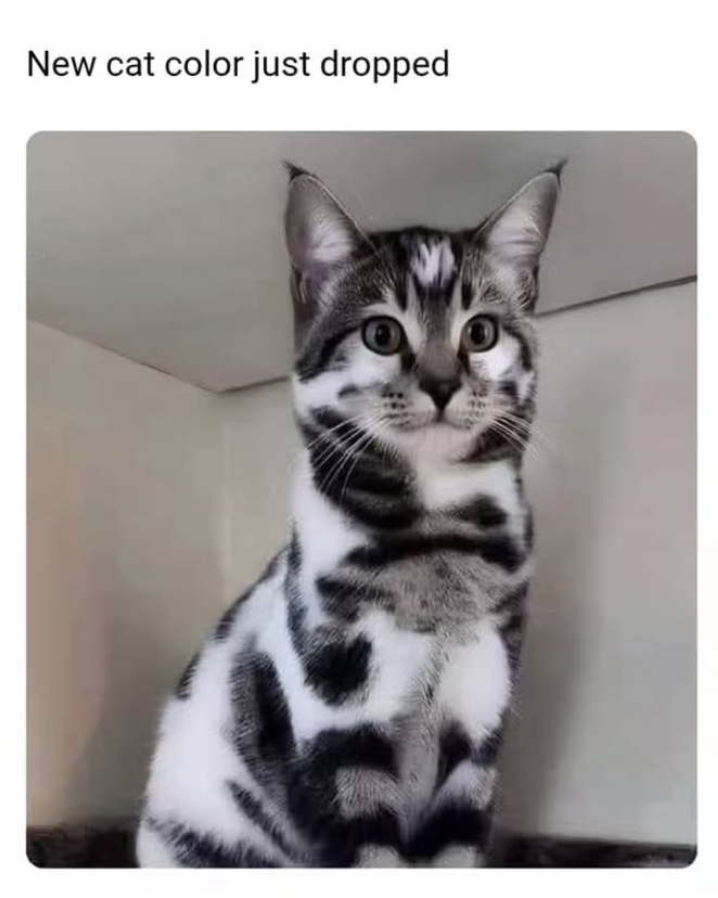 New cat color just dropped