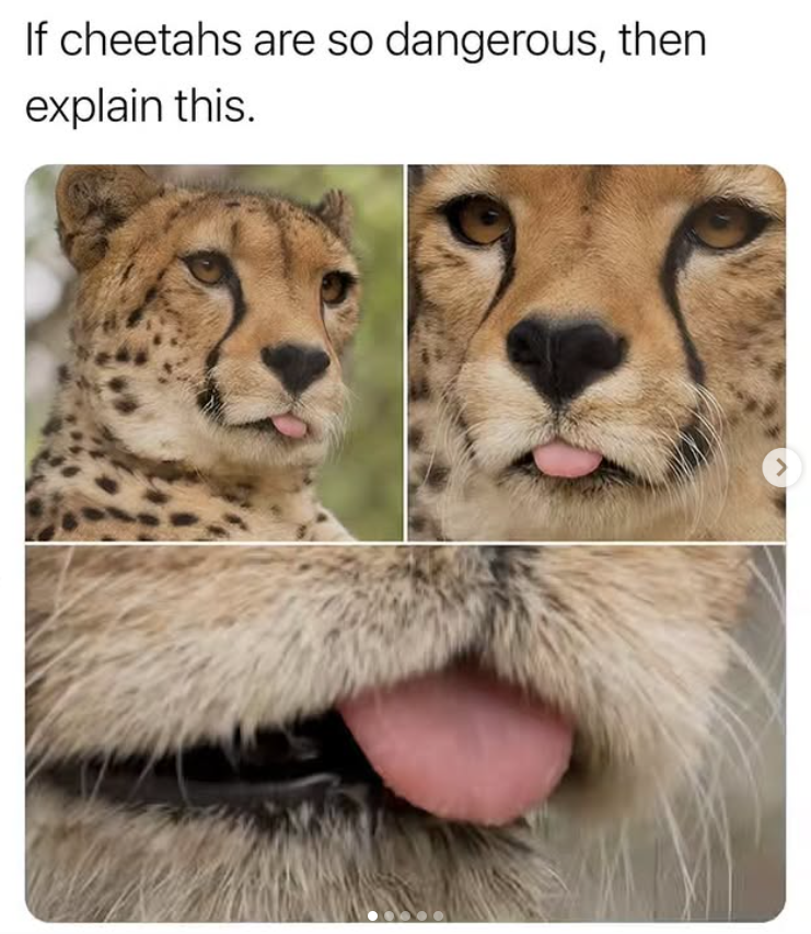 If cheetahs are so dangerous, then explain this. >