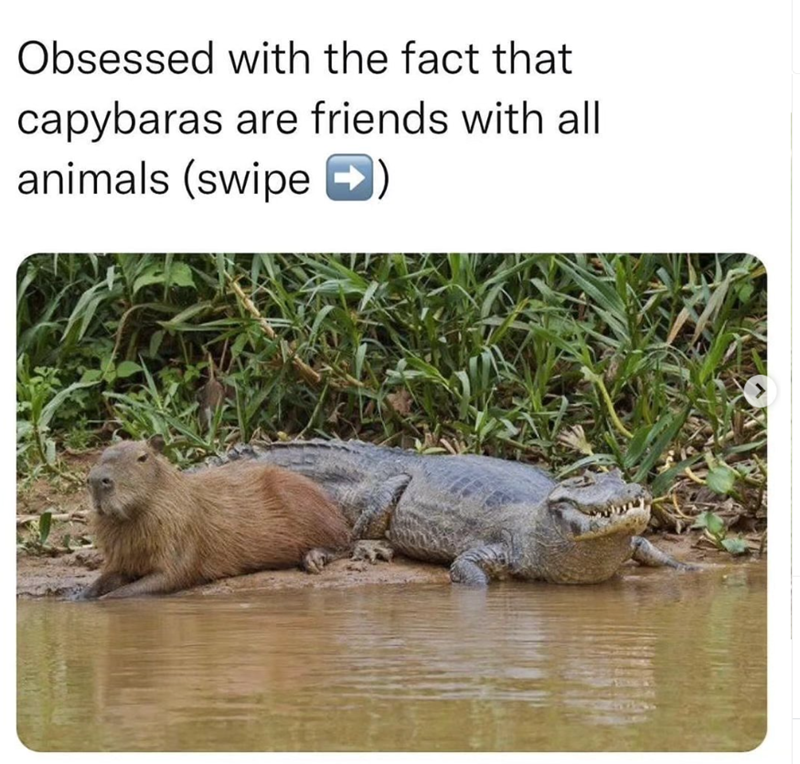 Obsessed with the fact that capybaras are friends with all animals (swipe