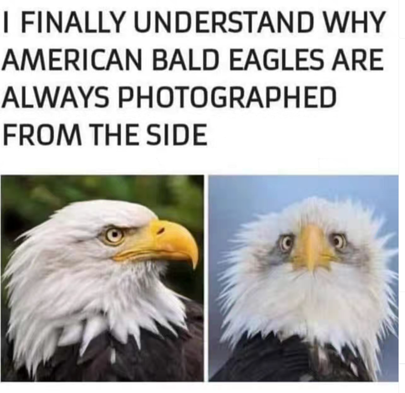 I FINALLY UNDERSTAND WHY AMERICAN BALD EAGLES ARE ALWAYS PHOTOGRAPHED FROM THE SIDE