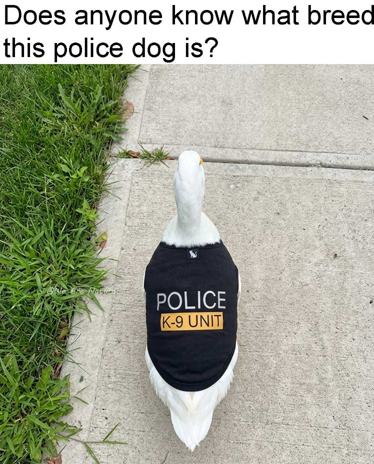 Does anyone know what breed this police dog is? Are Nature POLICE K-9 UNIT