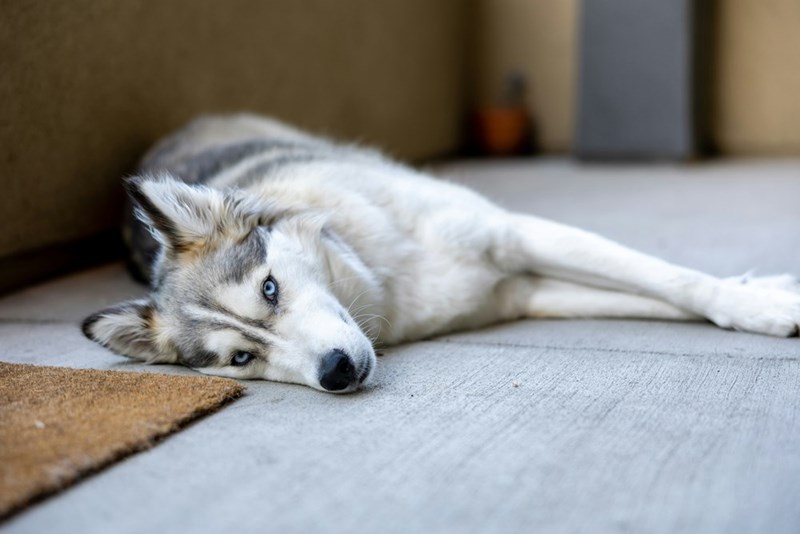 Husky lying on the floor