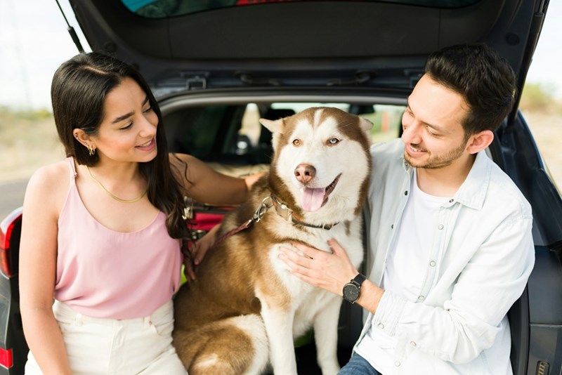 A couple petting their dog while sitting on a car trunk