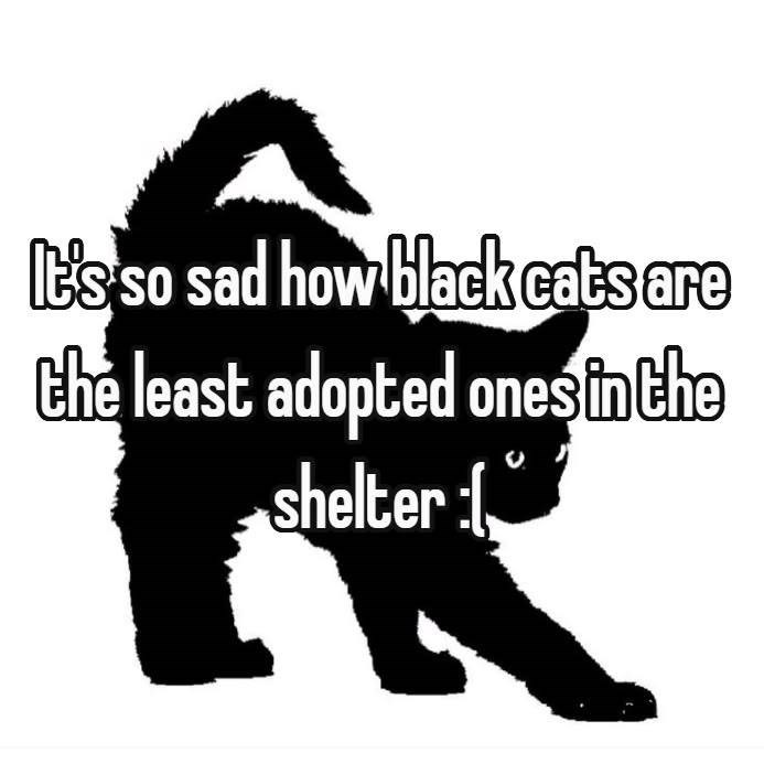 It's so sad how black cats are the least adopted ones in the shelter