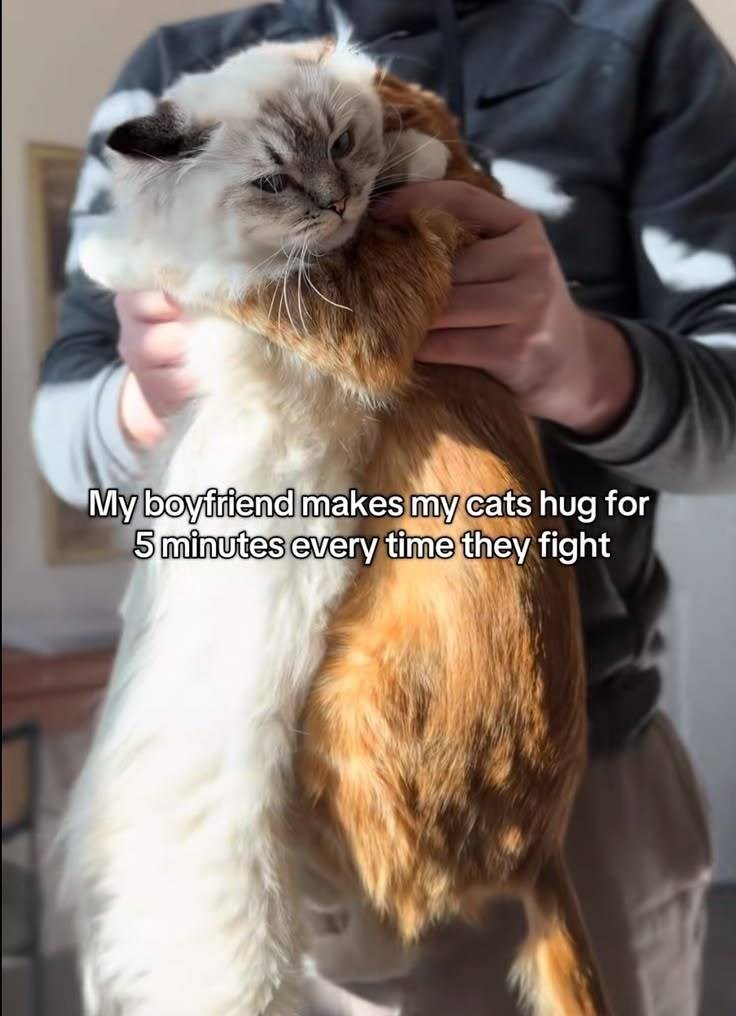 My boyfriend makes my cats hug for 5 minutes every time they fight