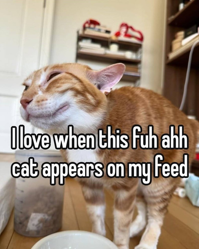 I love when this fuh ahh cat appears on my feed