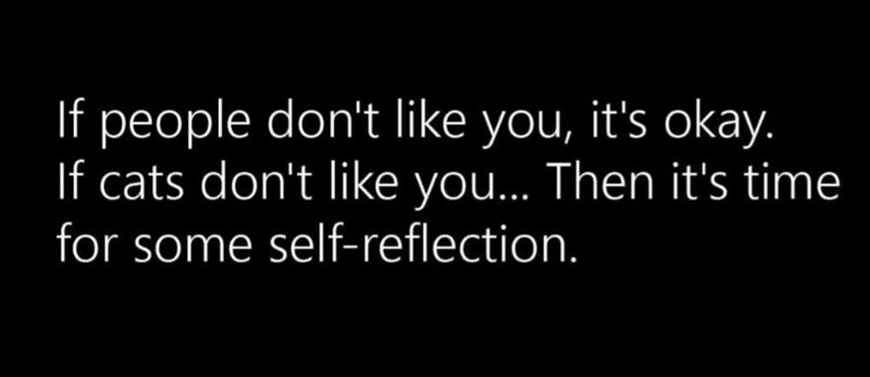 If people don't like you, it's okay. If cats don't like you... Then it's time for some self-reflection.