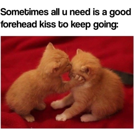 Sometimes all u need is a good forehead kiss to keep going: