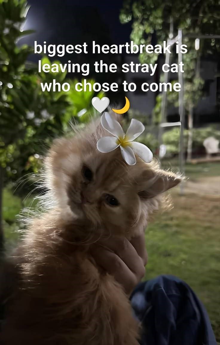 biggest heartbreak is leaving the stray cat who chose to come