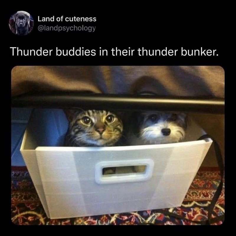 Land of cuteness @landpsychology Thunder buddies in their thunder bunker.